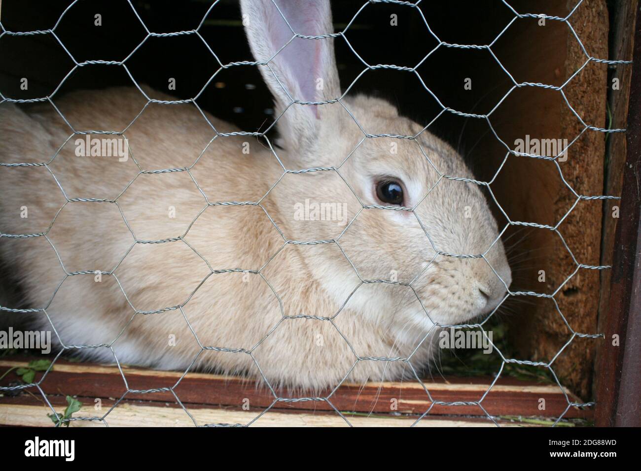 RABIT Stockfoto