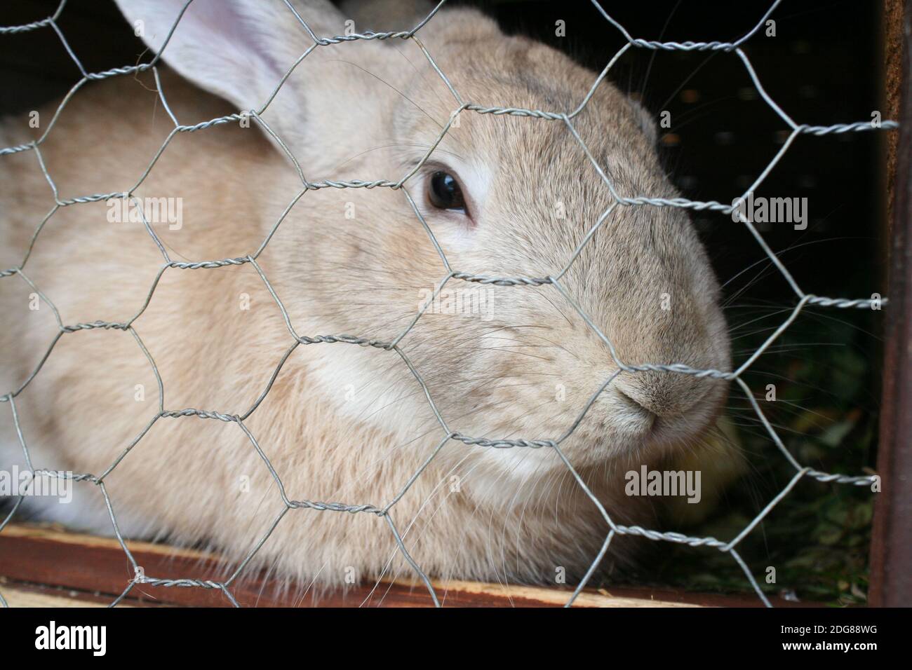 RABIT Stockfoto