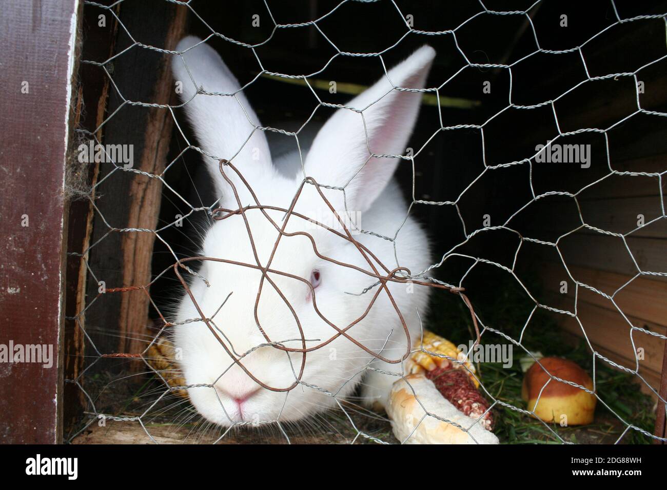 RABIT Stockfoto