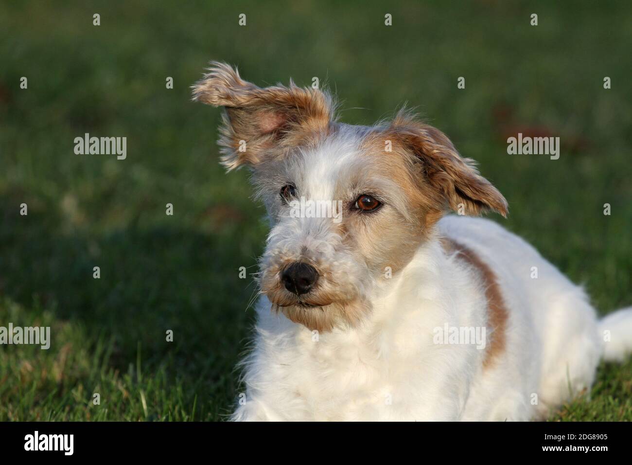 Jack Russell Terrier, drahthaarig Stockfoto