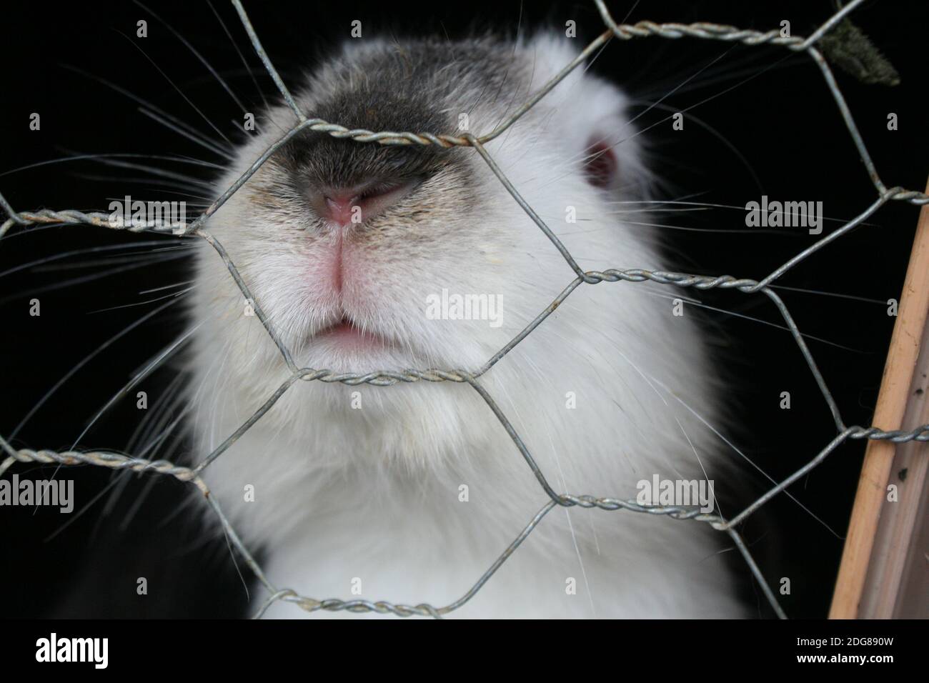 RABIT Stockfoto