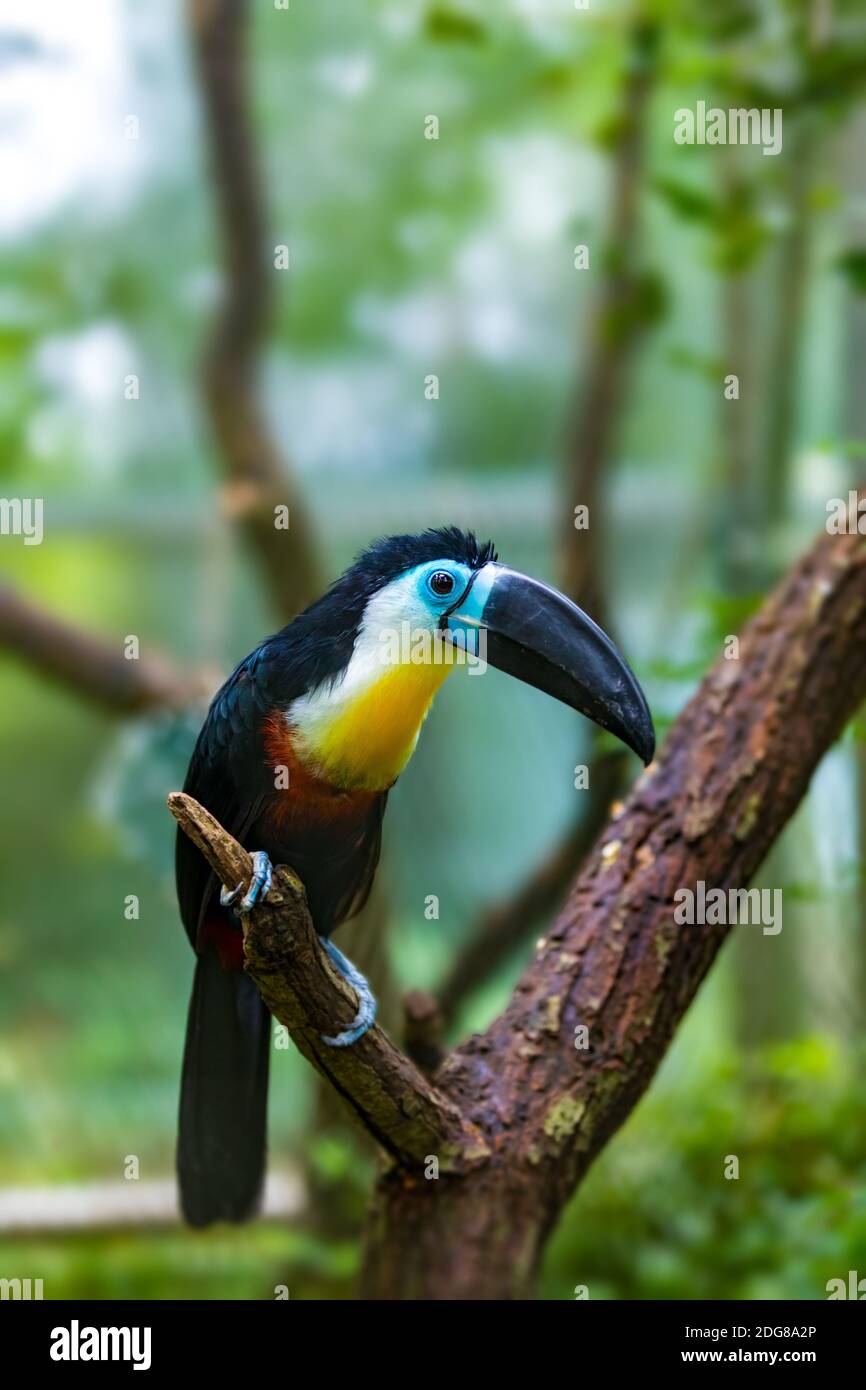VogelschnabelTukan (Ramphastos vitellinus) steht auf dem Baum, der