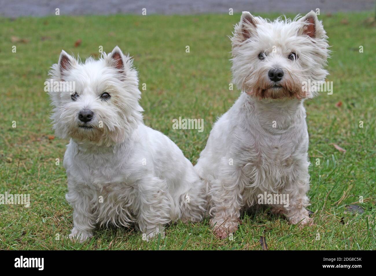 West Highland White Terrier Stockfoto