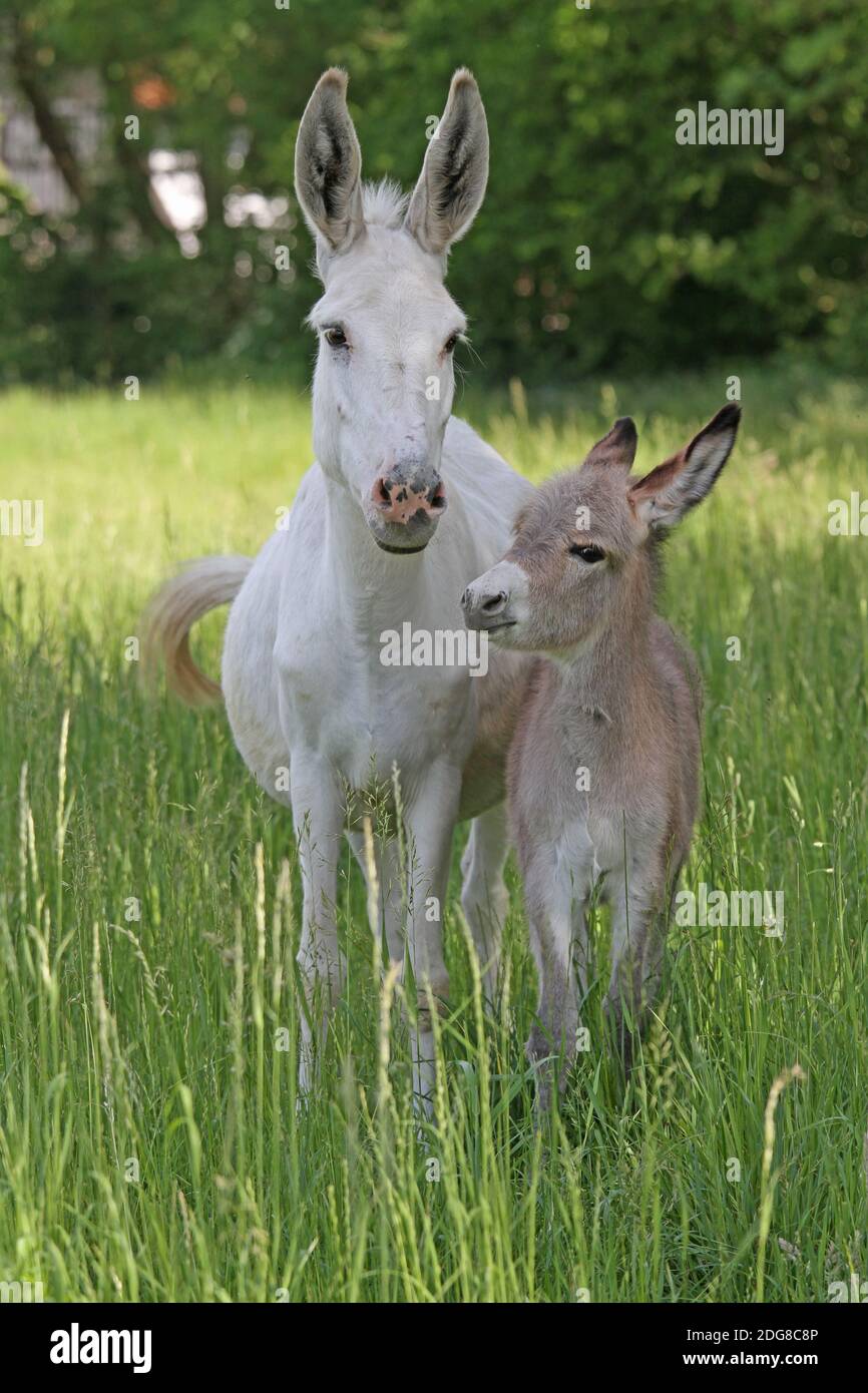 Esel Fohlen mit Mutter Stockfoto