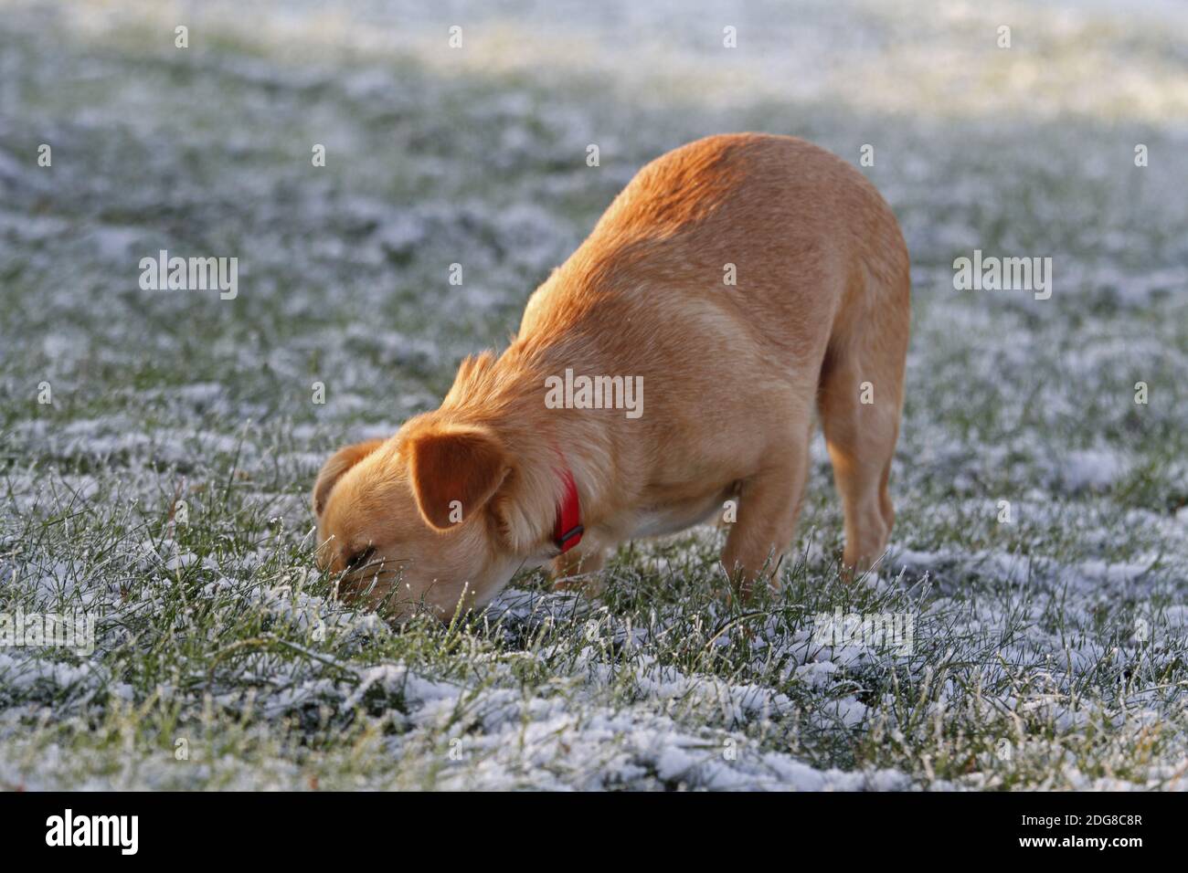 Maneto-Mix-Suche Stockfoto