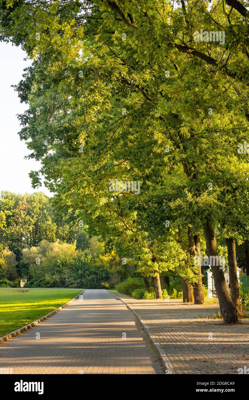 Von Eichen gesäumte Allee. Grüner Pfad, große Eichen. Polnische Landschaften. Sommer in Polen. Grüne Baumkrone. Stockfoto