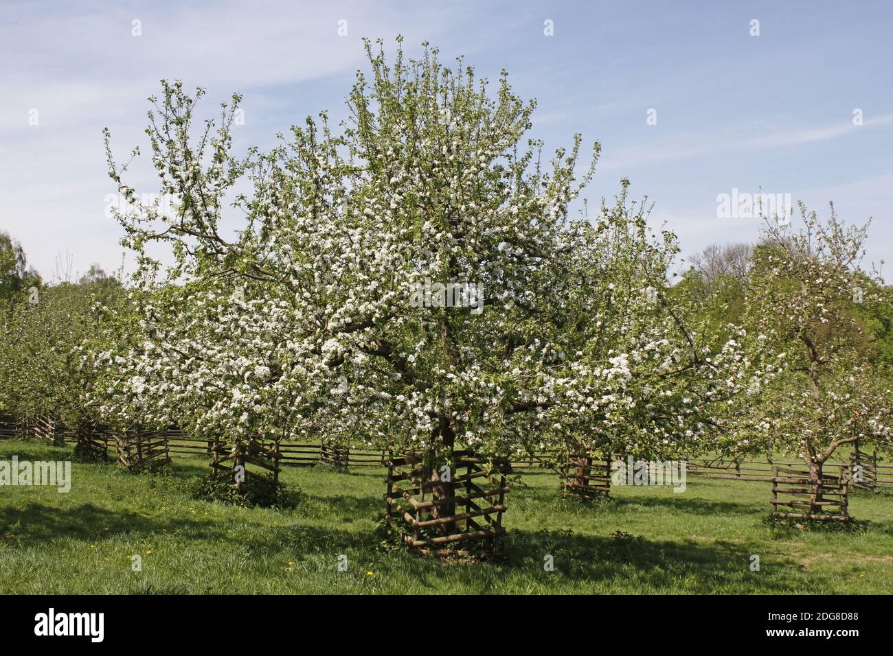 Apple Blossom Saison Stockfoto