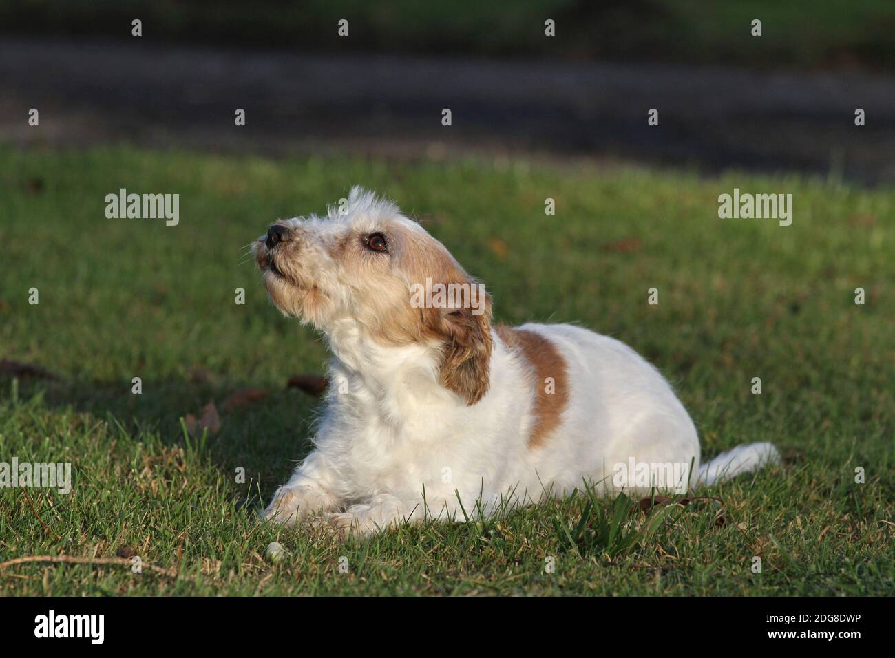 Jack Russell Terrier, drahthaarig Stockfoto