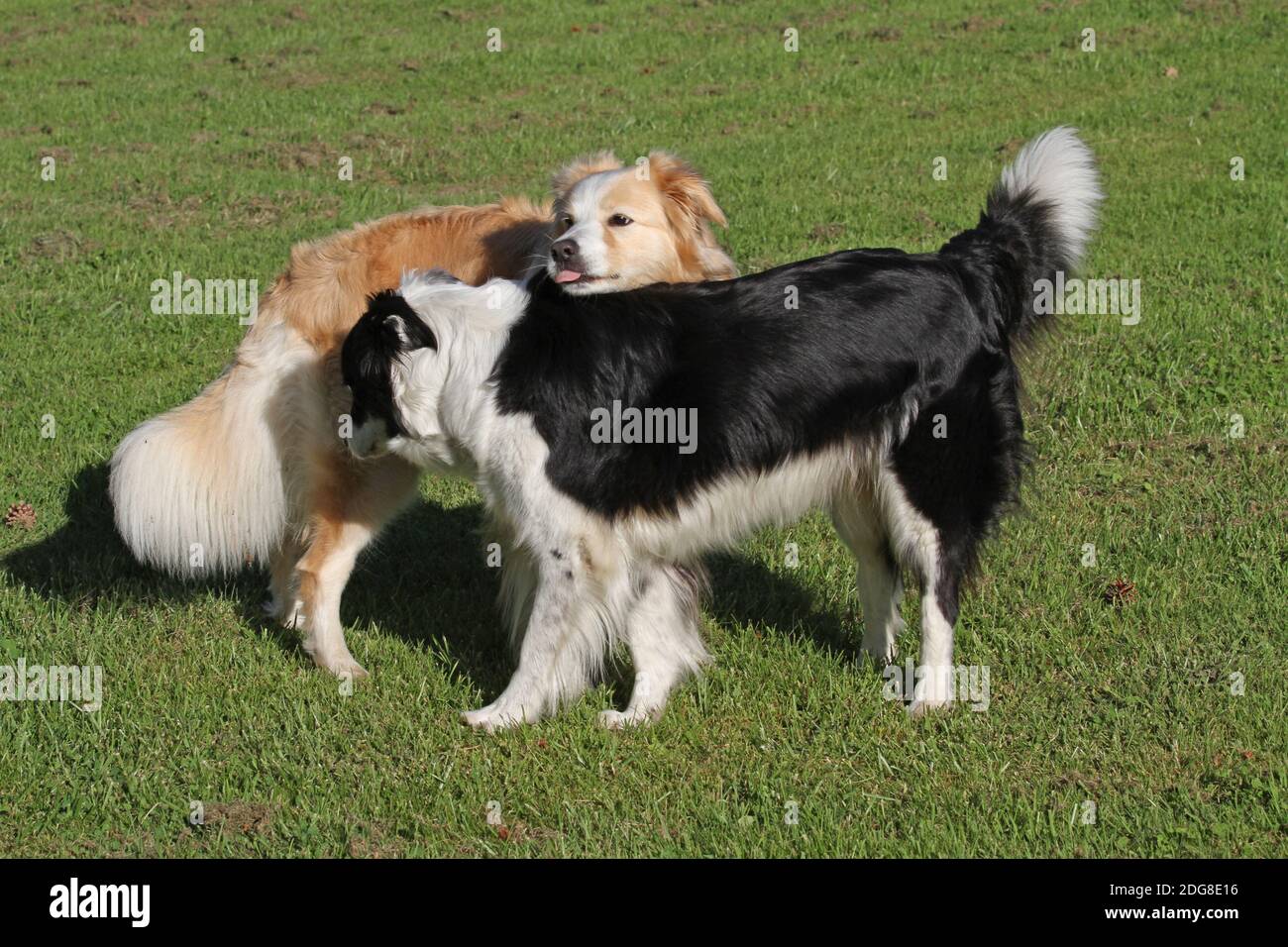 Dominantes Verhalten Stockfoto