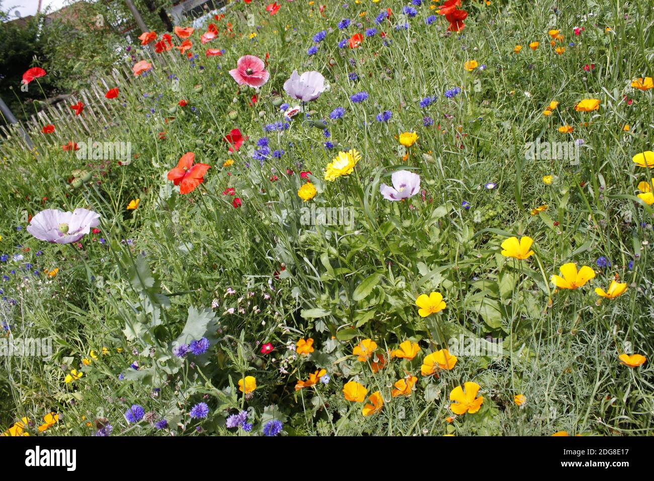 Wilde Blumen Stockfoto