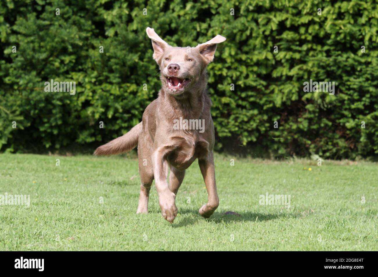 Labrador Stockfoto