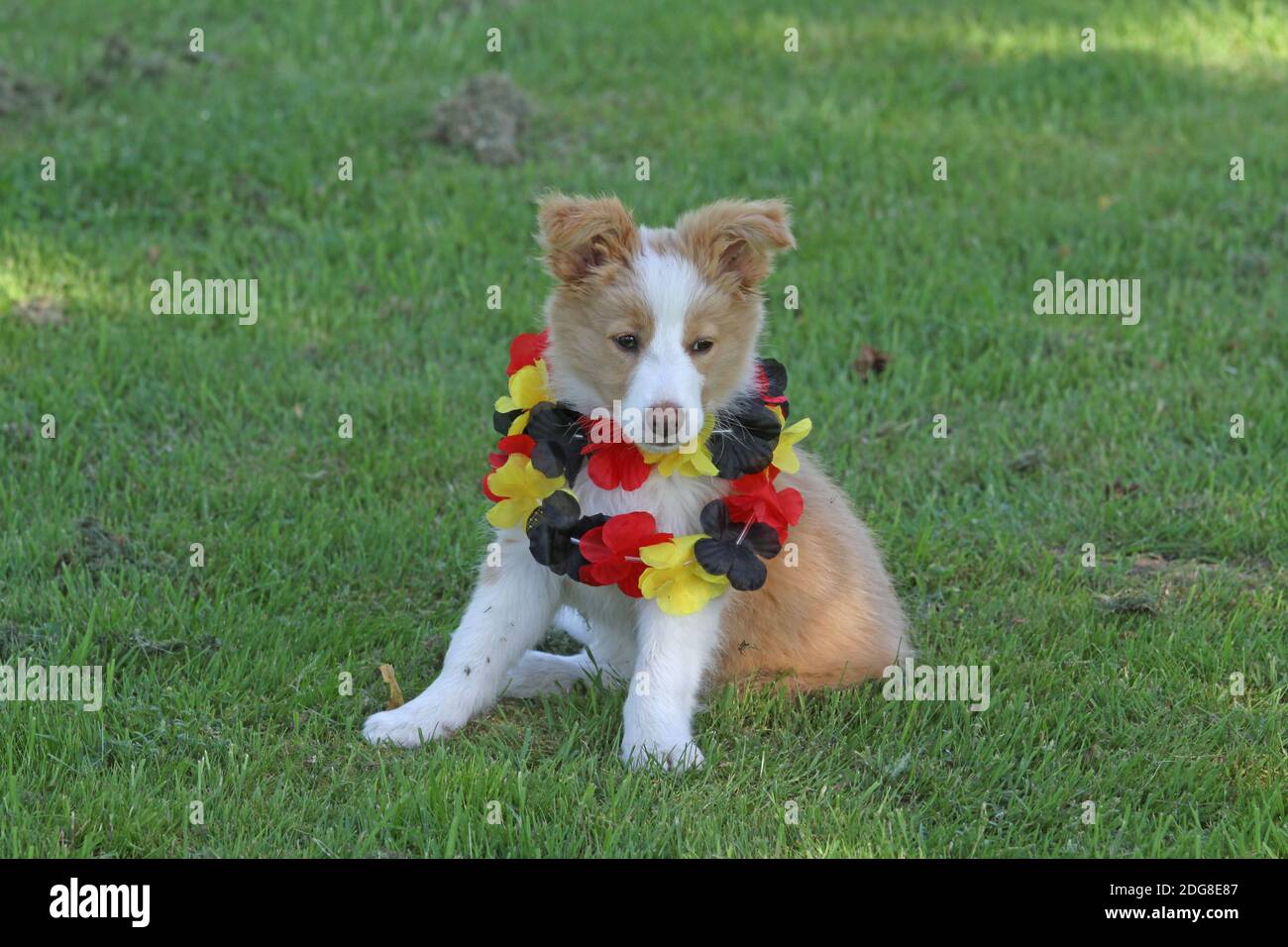 Border-Collie, Welpen Stockfoto