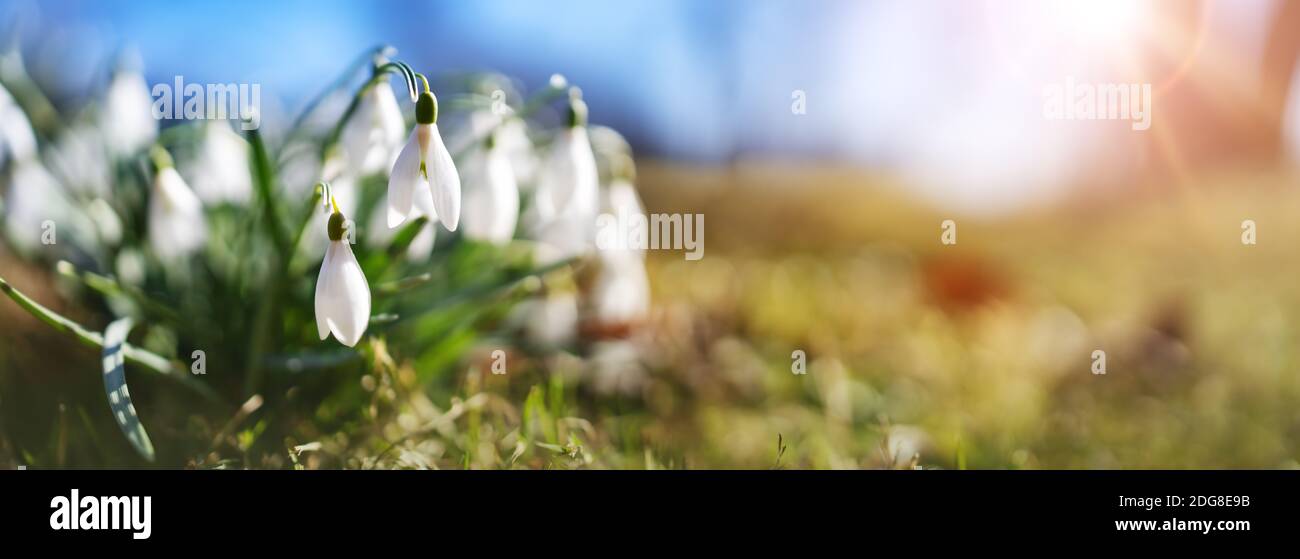 Panoramablick auf Frühling Blumen im Park Stockfoto