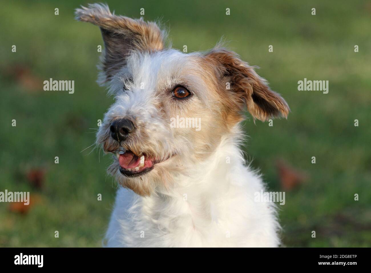 Jack Russell Terrier, drahthaarig Stockfoto