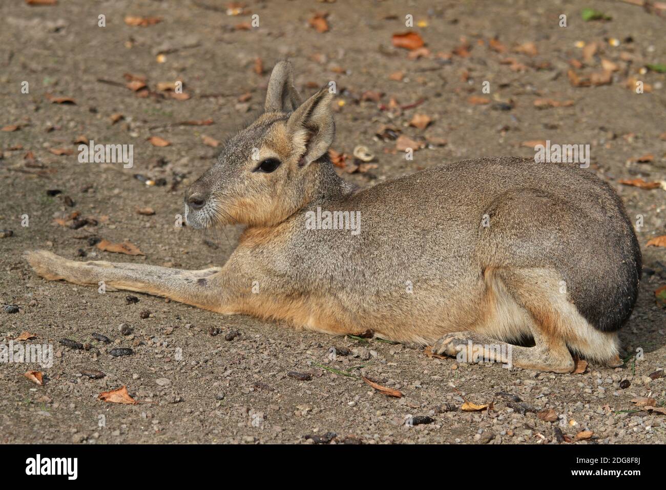 Patagonische mara Stockfoto