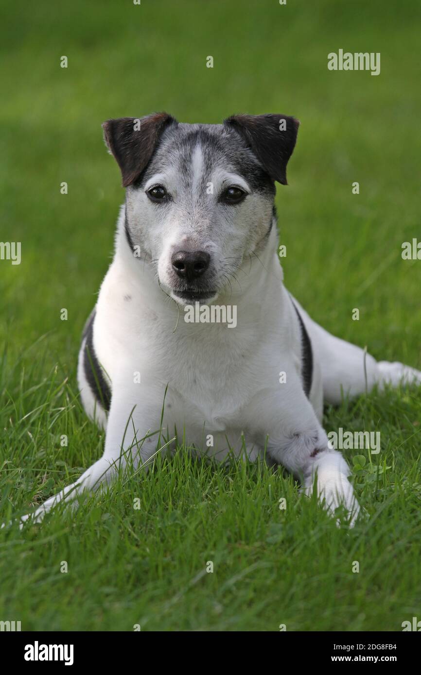 Alter Hund Stockfoto