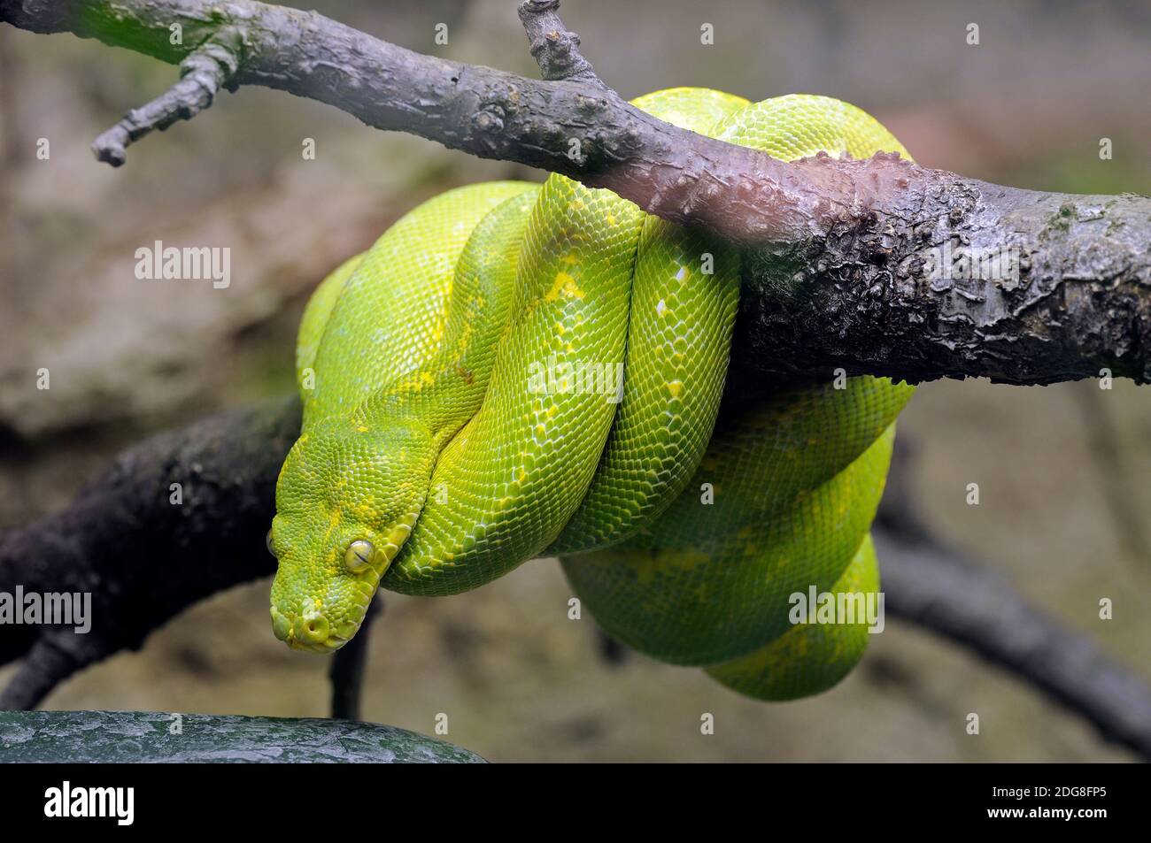 Grüner Baumpython (Morelia viridis) Stockfoto