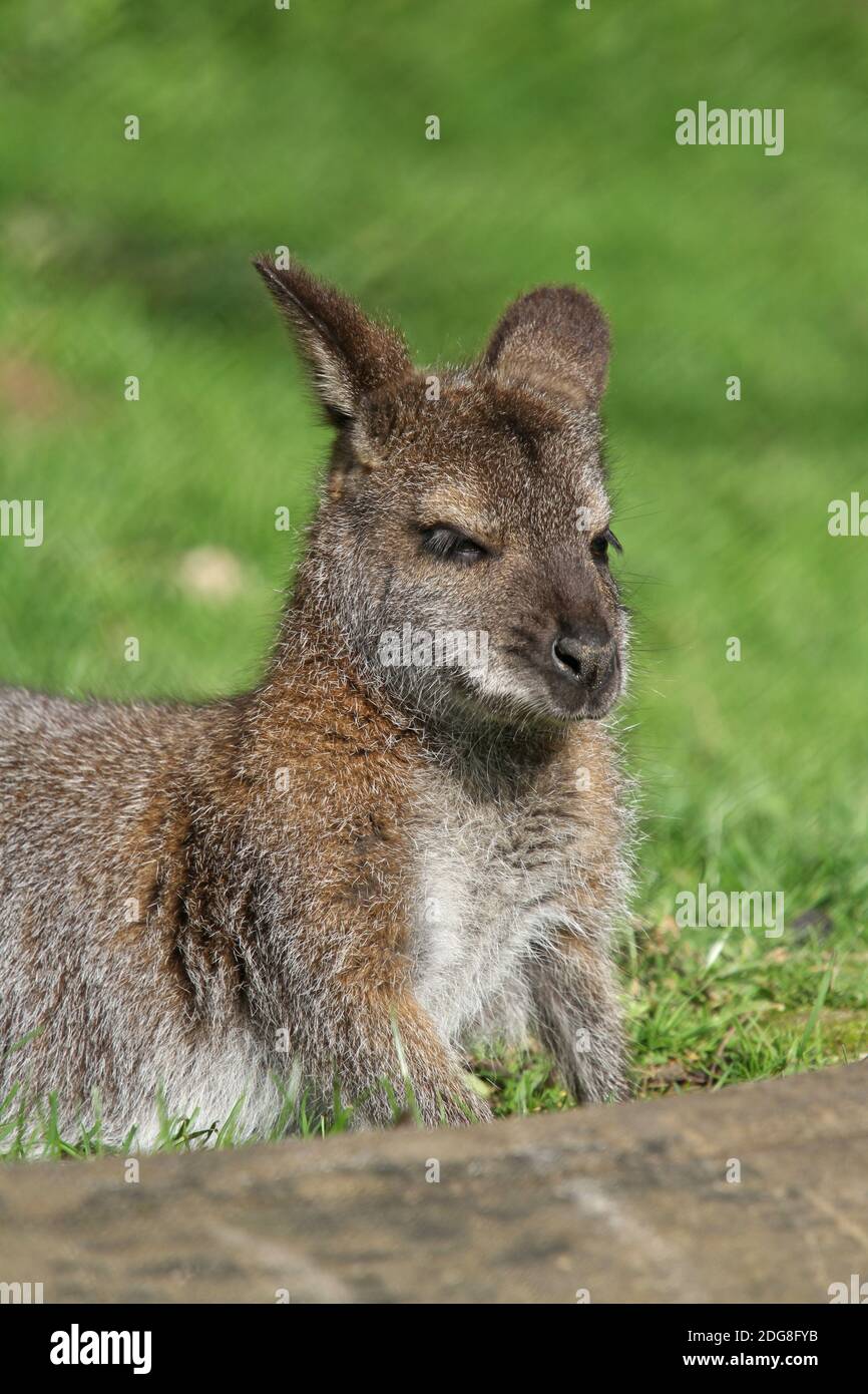 Red-necked wallaby Stockfoto