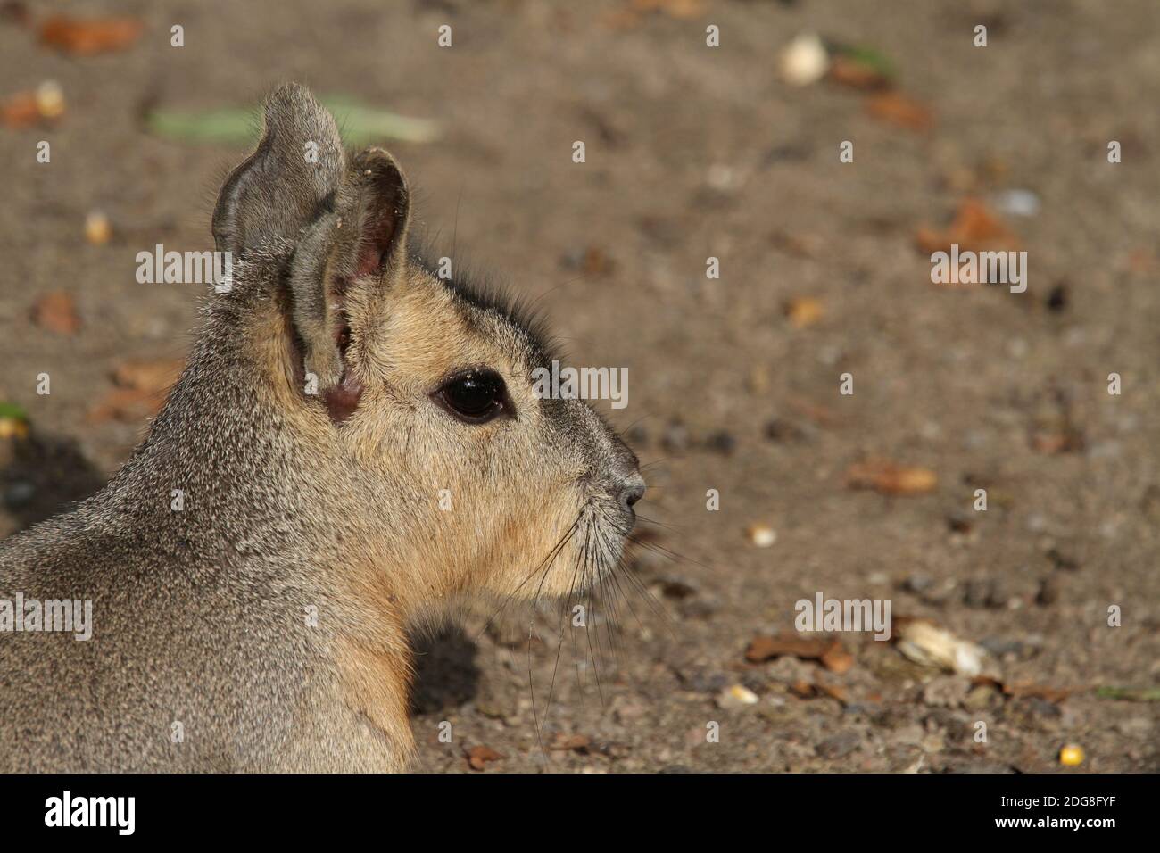 Patagonische mara Stockfoto
