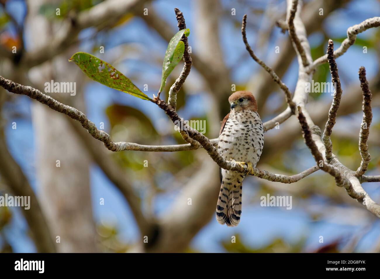 Mauritius-Turmfalke - Falco punctatus Stockfoto