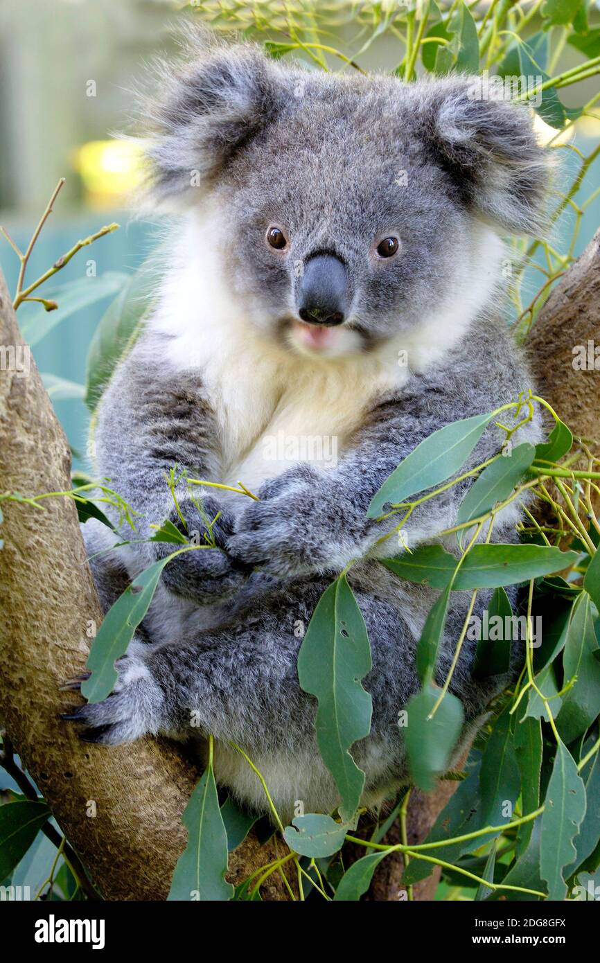 Koala Bär, (Phascolarctus cinereu), mit Jungtier, Victoria, Australien Stockfoto