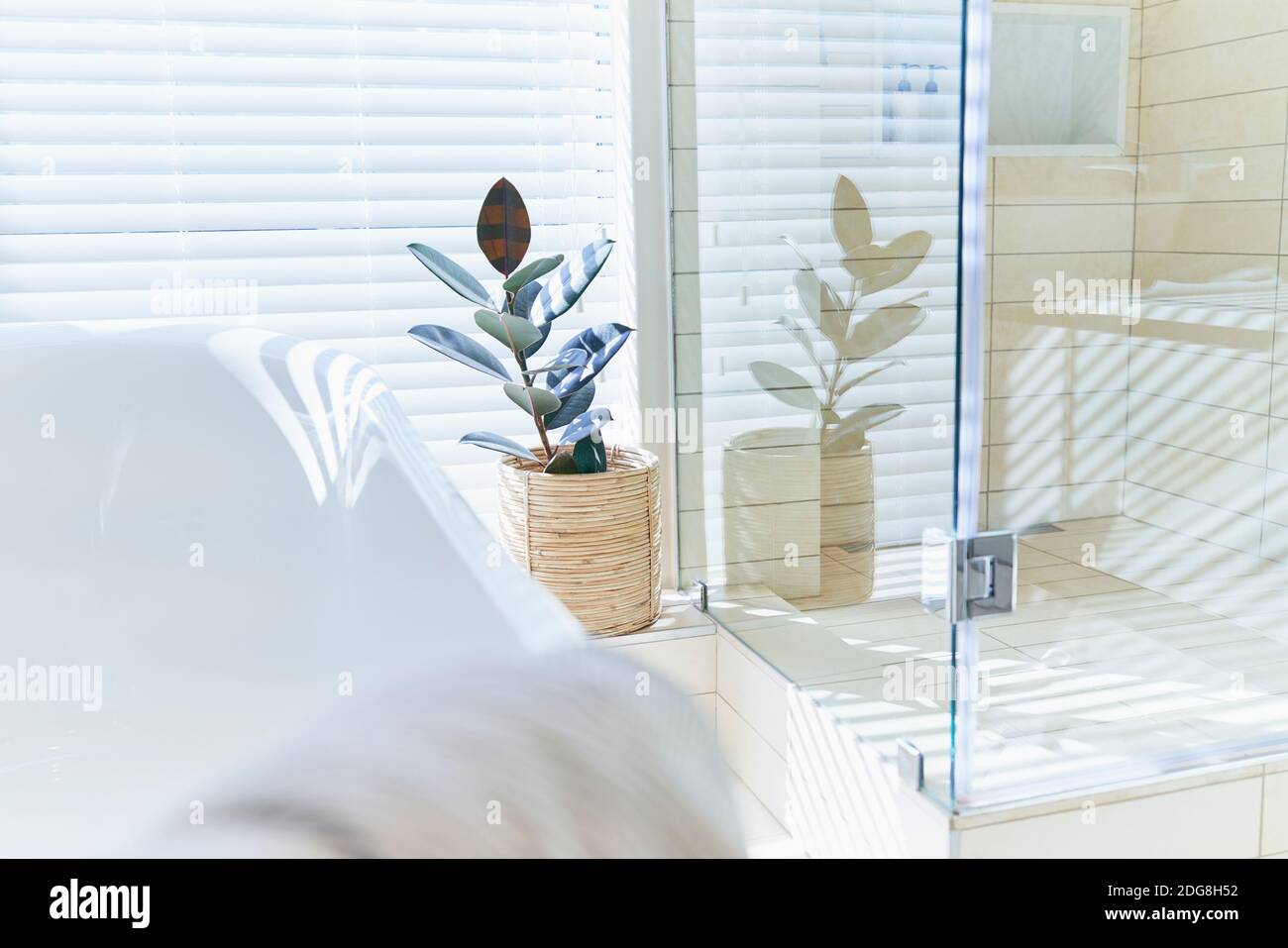 Topfpflanze in sonnigen weißen Haus Schaufenster Innenraum Badezimmer Stockfoto