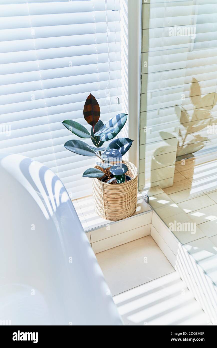 Topfpflanze im sonnigen Badezimmerfenster mit Jalousien Stockfoto
