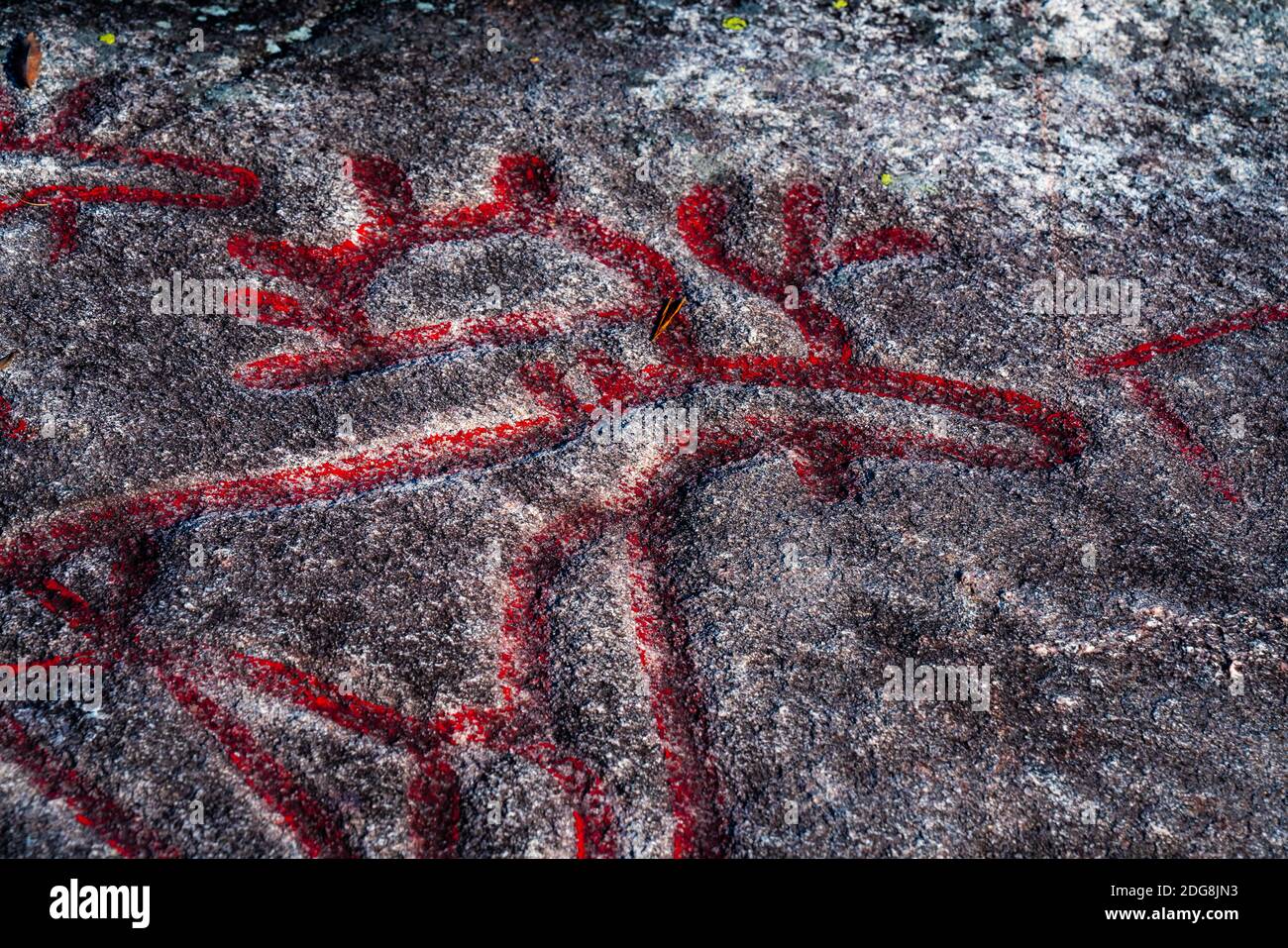 ELK oder Rentiere, die von Jägern in den Steinzeiten Skandinaviens in einen Felsen gehauen wurden. Stockfoto