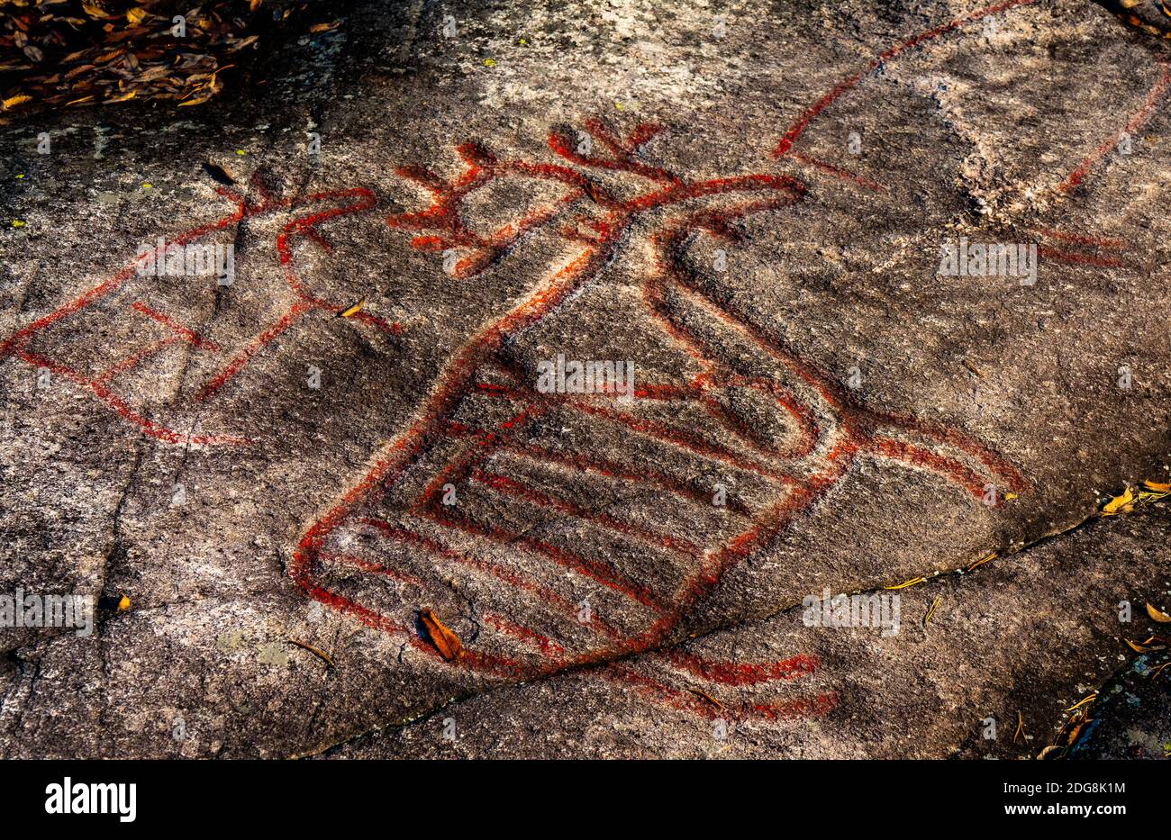 ELK oder Rentiere, die von Jägern in den Steinzeiten Skandinaviens in einen Felsen gehauen wurden. Stockfoto