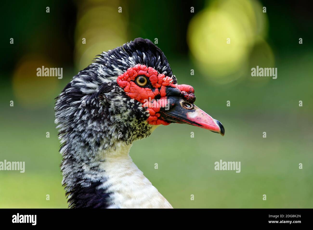 Muscovy Ente (männlich) - Cairina moschata Stockfoto