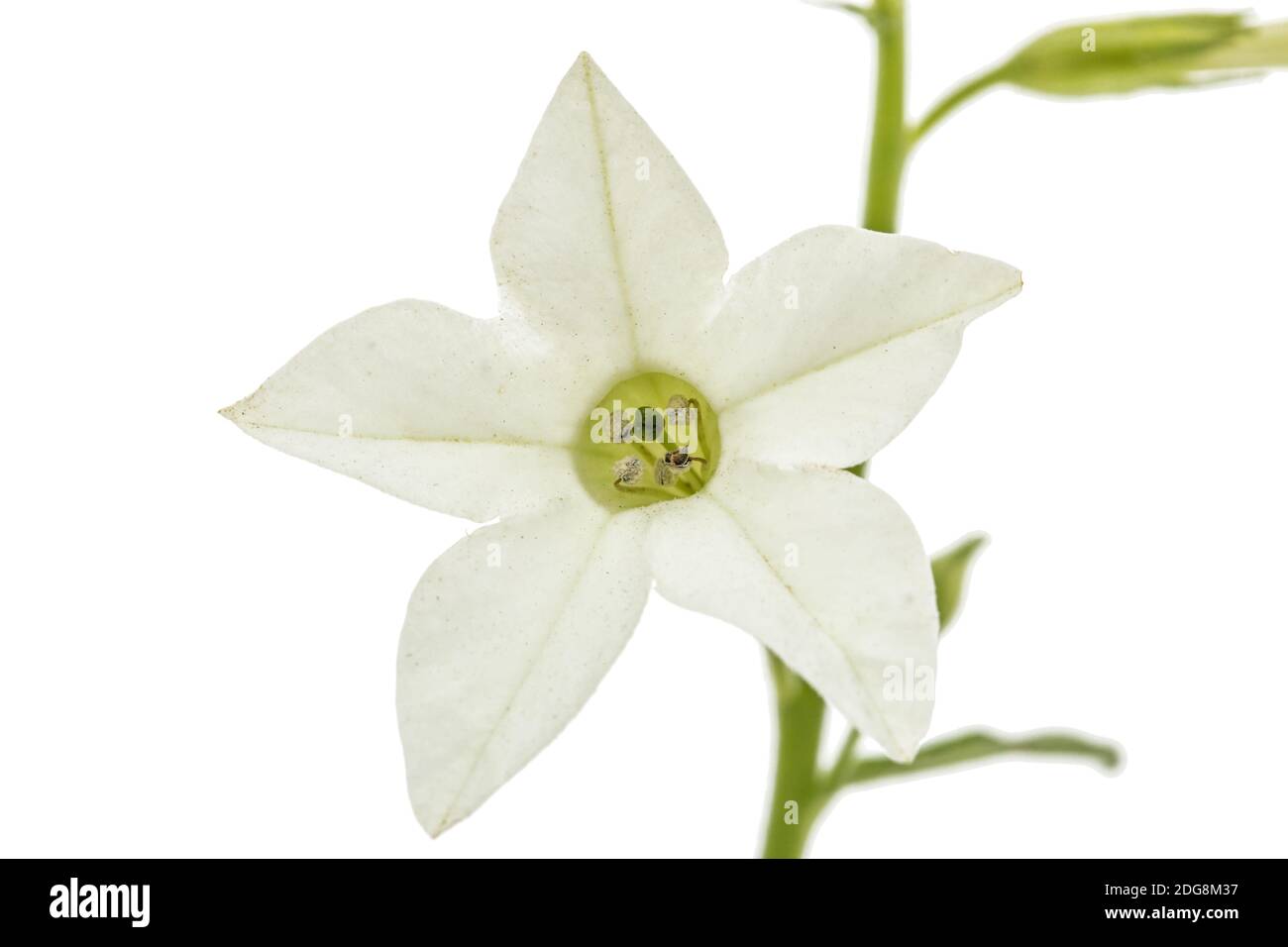 Blume des wohlriechenden Tabak, lat. Nicotiana sanderae, auf weißem Hintergrund Stockfoto