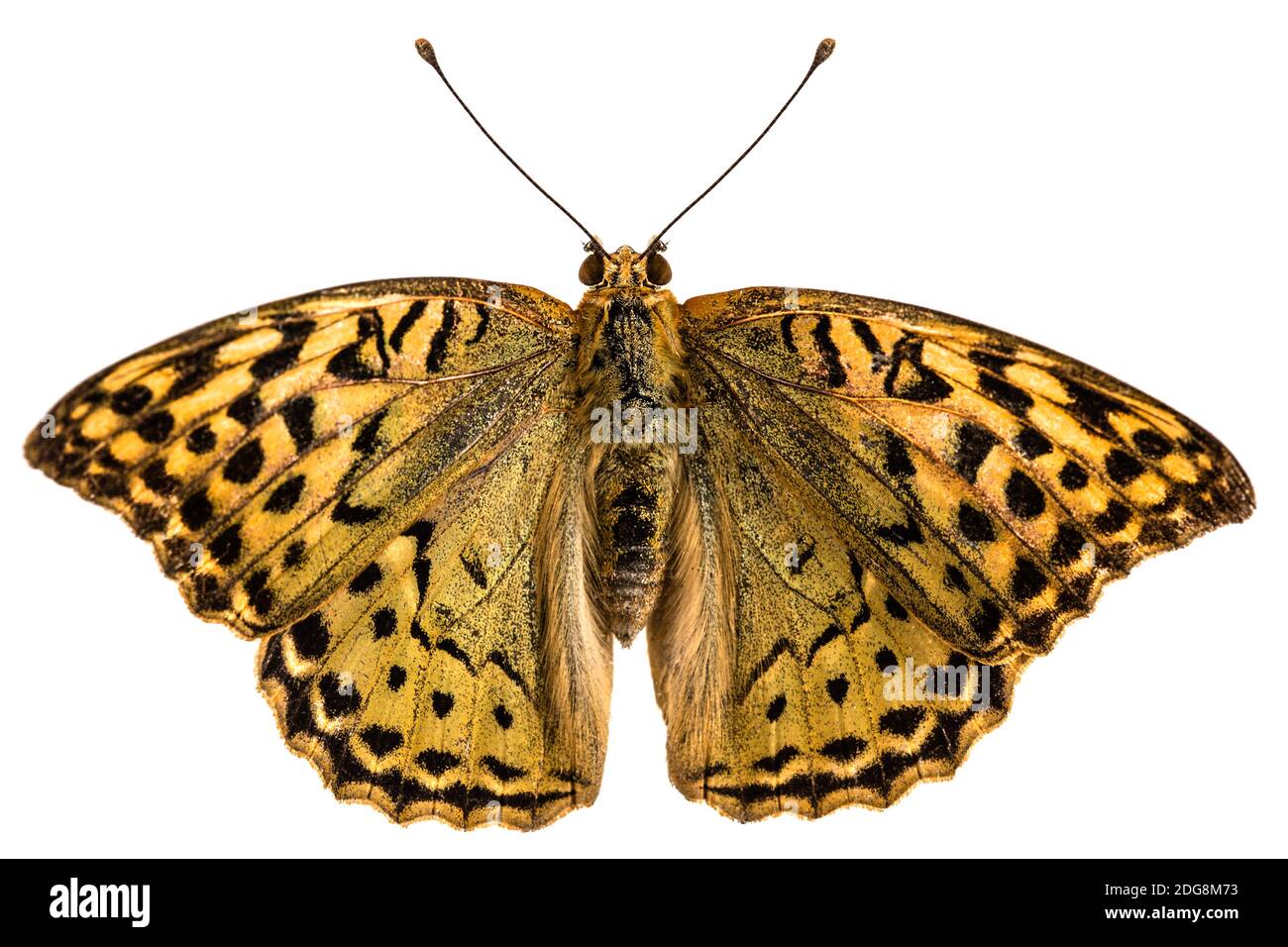 Schmetterling Silver-Washed fritillary, lat. Ceriagrion tenellum, auf weißem Hintergrund Stockfoto