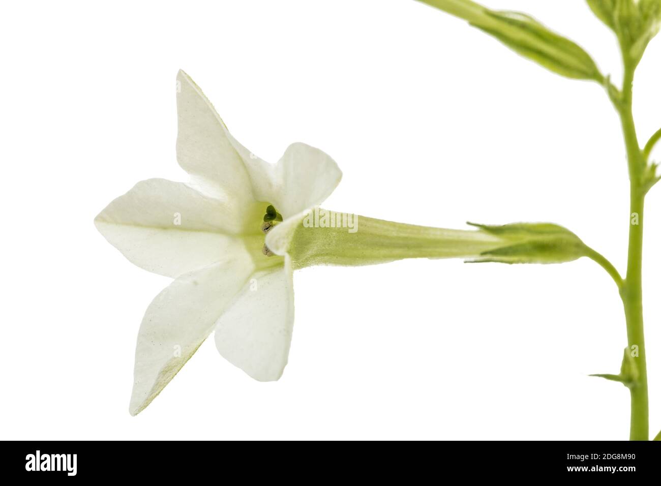 Blume des wohlriechenden Tabak, lat. Nicotiana sanderae, auf weißem Hintergrund Stockfoto