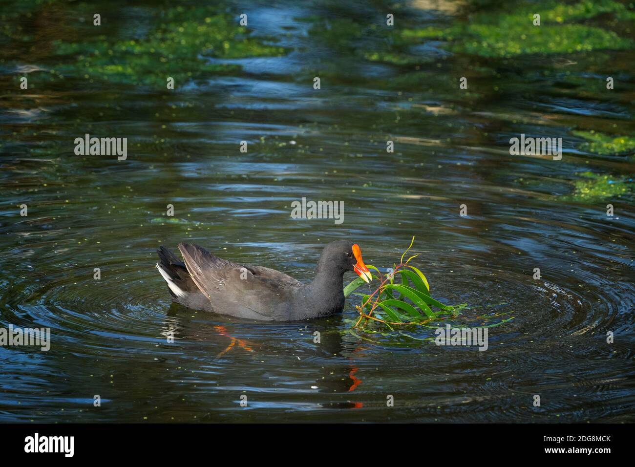 Reife Dusky Moorhen (Gallinula tenebrosa) Schwimmen auf Teich Sammeln Nistmaterial. Stockfoto