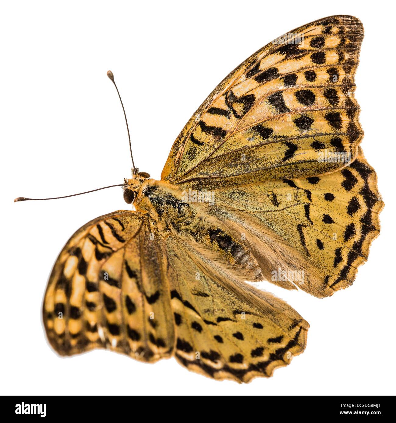 Schmetterling Silver-Washed fritillary, lat. Ceriagrion tenellum, auf weißem Hintergrund Stockfoto