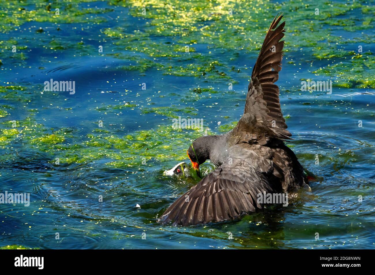 Dusky Moorhen (Gallinula tenebrosa) versucht, mit Eurasischen Moot (Fulica atra) zu züchten. Queensland Australien Stockfoto