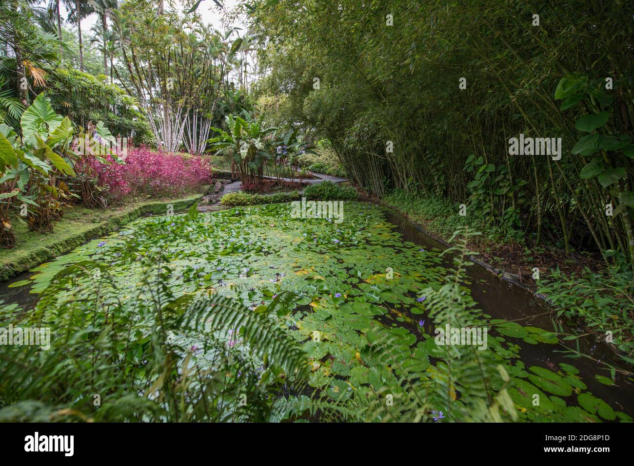 Martinique Jardin De Balata Stockfotos und bilder Kaufen Alamy