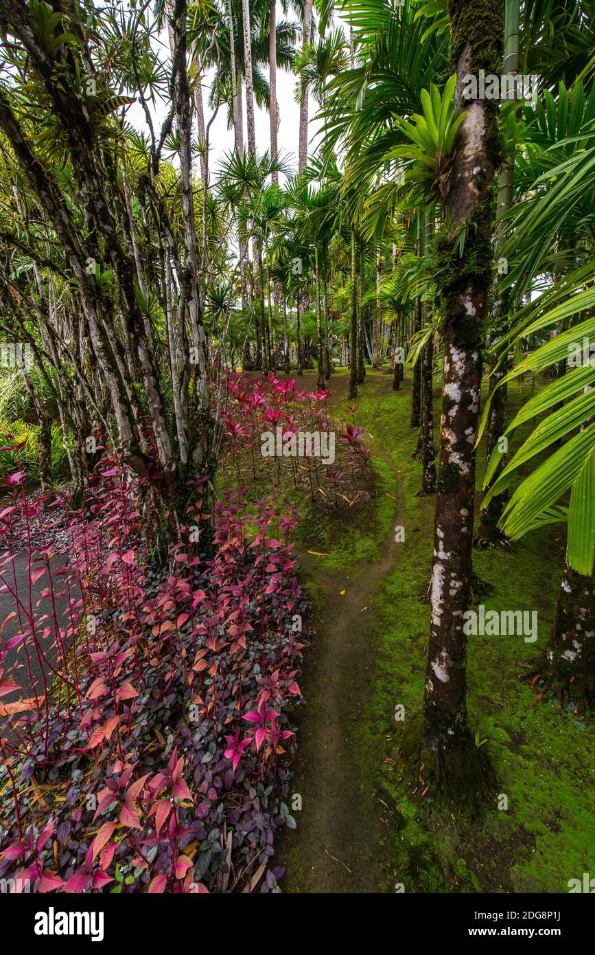 Botanische Garten von Balata, Martinique, Frankreich Stockfoto