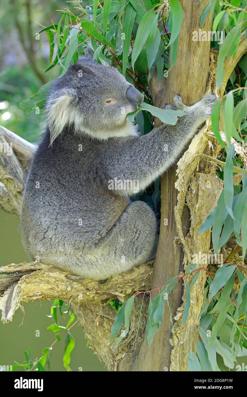 Koala Bär, (Phascolarctus cinereus, mit Jungtier, Victoria, Australien Stockfoto