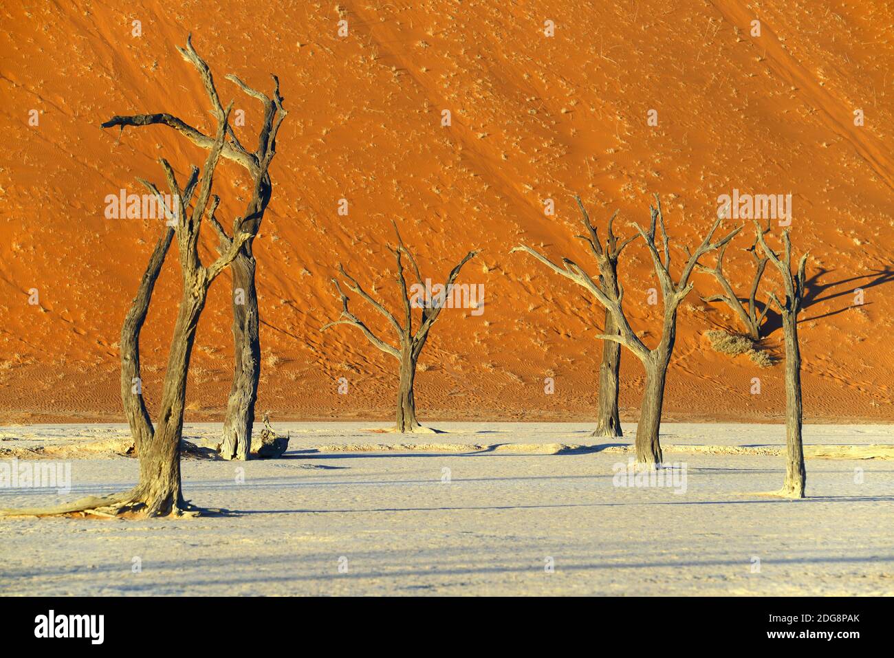 Kameldornbaeume (Acacia Erioloba), auch Kameldorn oder Kameldornakazie im letzten Abendlicht, Namib Naukluft Nationalpark, Deadvlei, Dead Vlei, Sossu Stockfoto