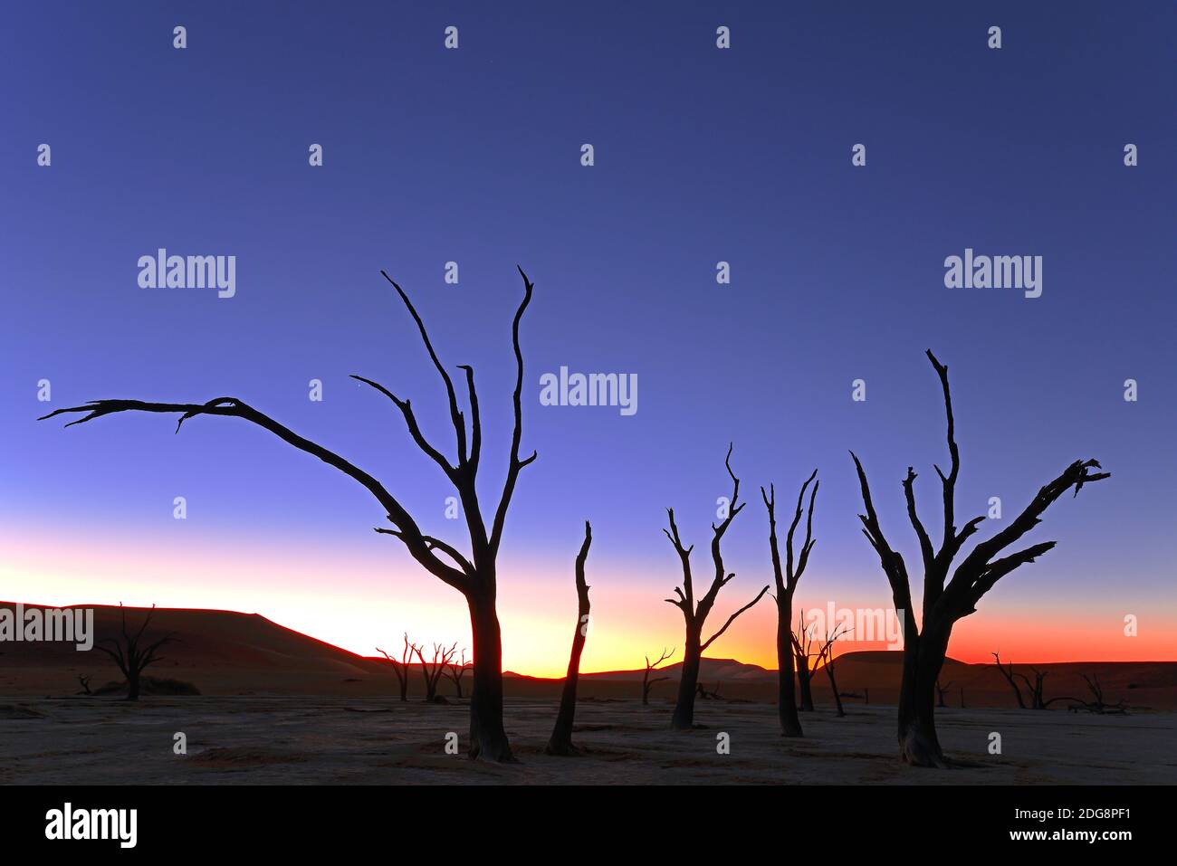 Kameldornbaeume (Acacia Erioloba), auch Kameldorn oder Kameldornakazie im letzten Abendlicht, Namib Naukluft Nationalpark, Deadvlei, Dead Vlei, Sossu Stockfoto