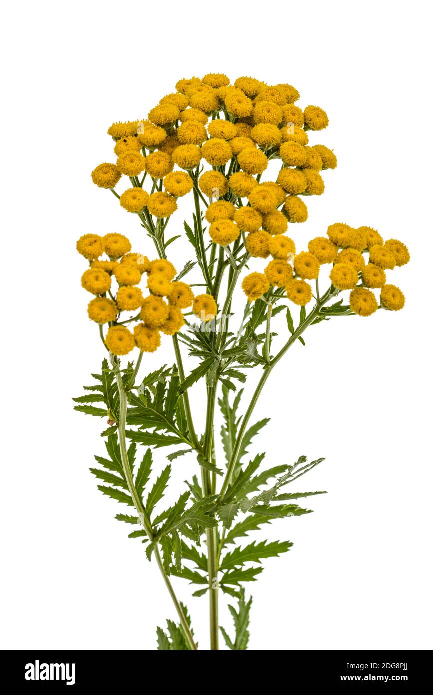 Blumen die Heilpflanze der Rainfarn, lat. Tanacetum vulgare, auf weißem Hintergrund Stockfoto