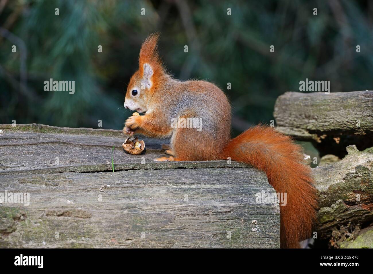 Europäisches Eichhörnchen klettert im Baum, (Sciurus vulgaris) Stockfoto