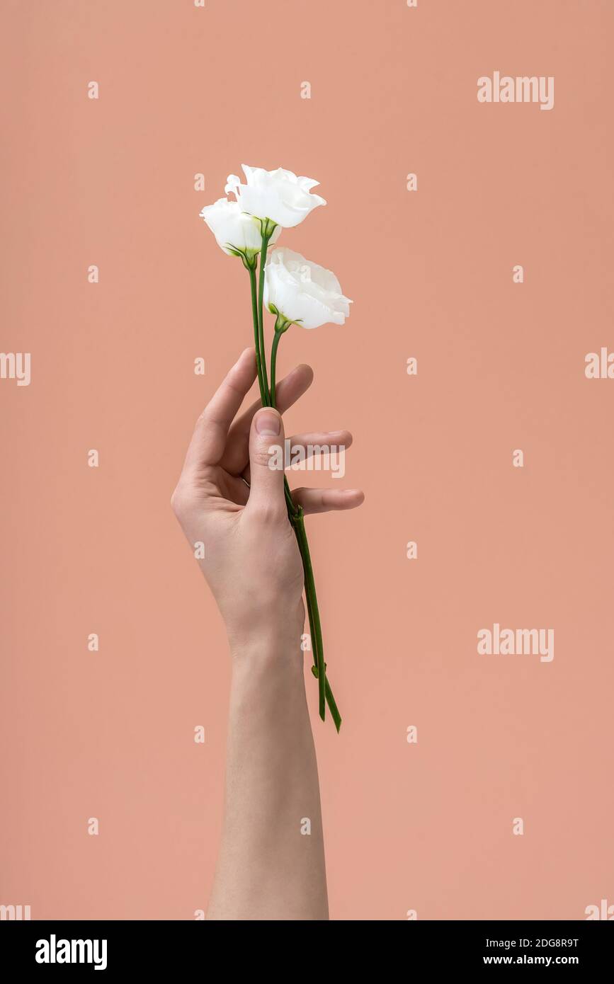 Die Hand der Frau hält weiße Blumen Stockfoto