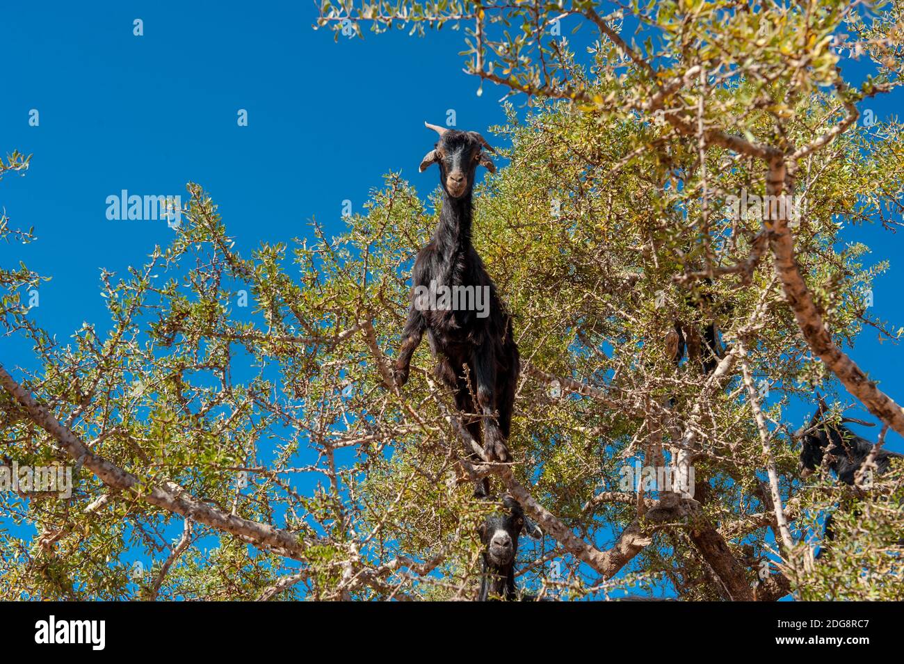 Ziegen klettern auf Arganbaum im Südwesten Marokkos Stockfoto