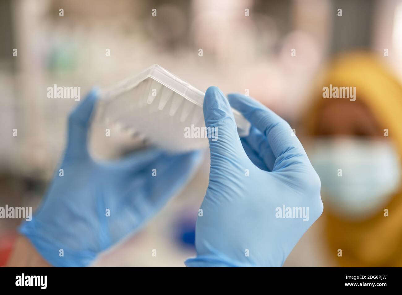 Nahaufnahme Wissenschaftler in Gummihandschuhen halten Probe Tablett Stockfoto