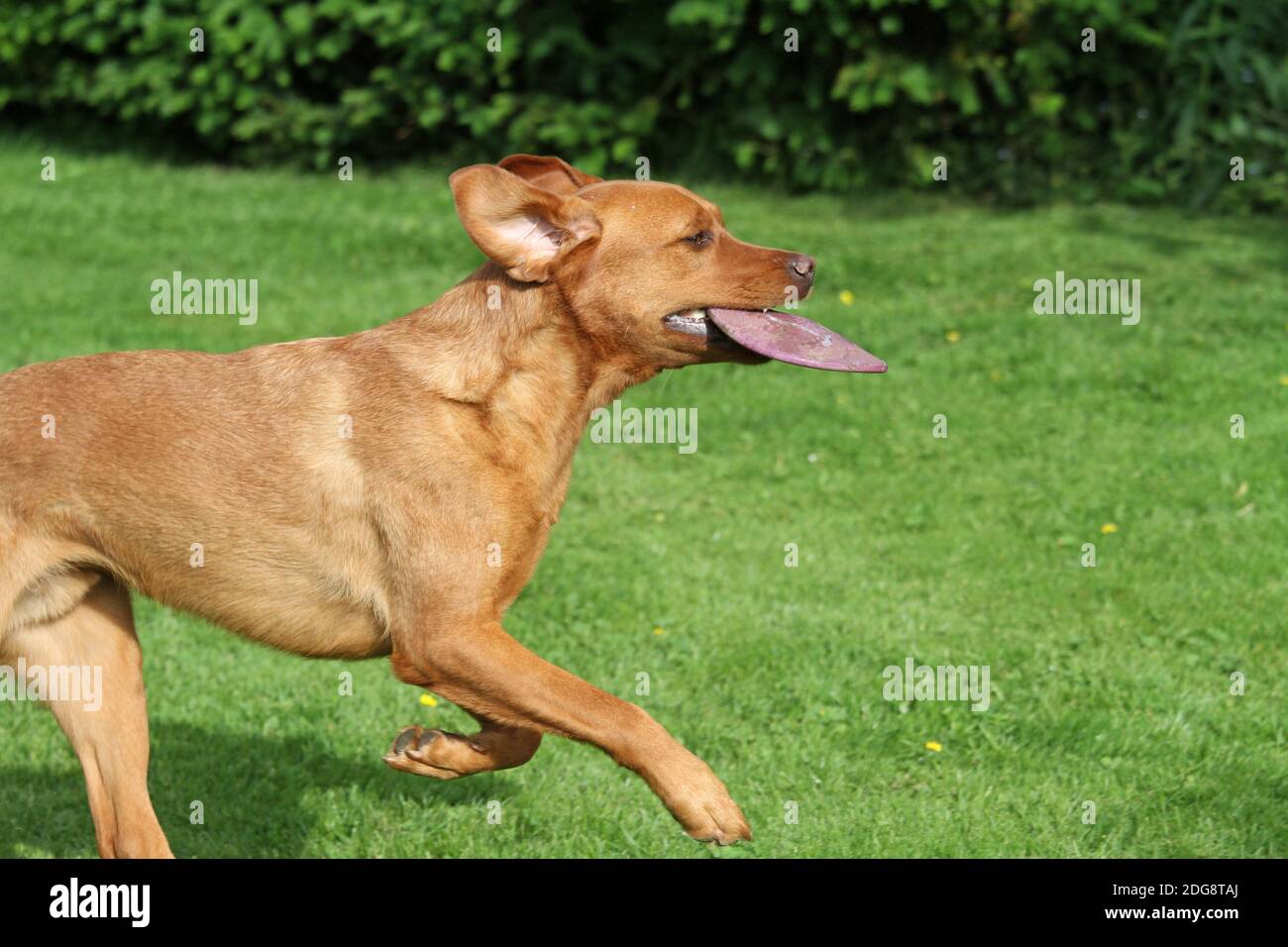 Labrador mit Frisbee Stockfoto