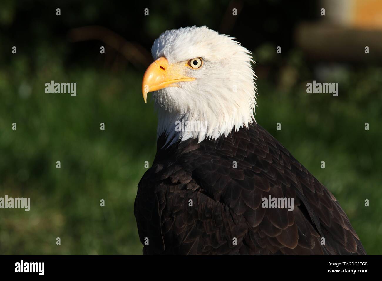 Weißkopf-Seeadler Stockfoto
