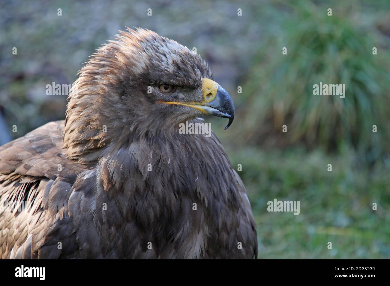 Steppenadler Stockfoto