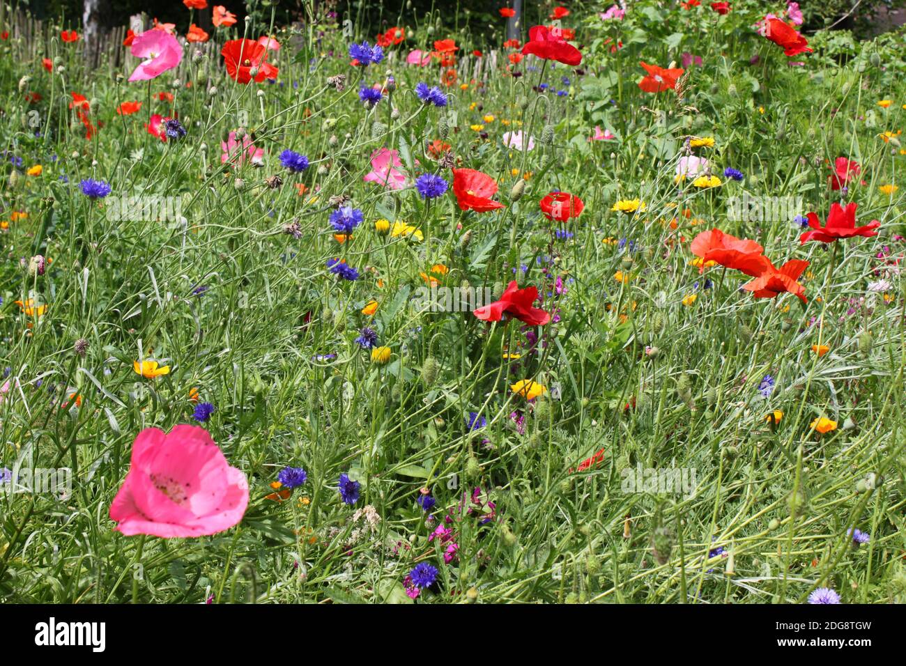Blumen Stockfoto